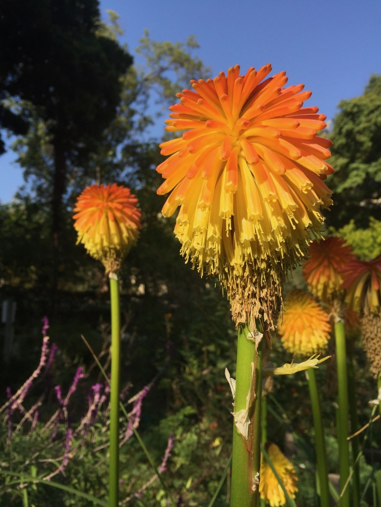 Kniphofia - Backyard Exploration Kniphofia - Backyard Exploration