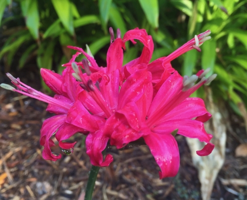 Large pink Nerine (Nerine bowdenii) - "Lilies" Large pink Nerine (Nerine bowdenii) - "Lilies"