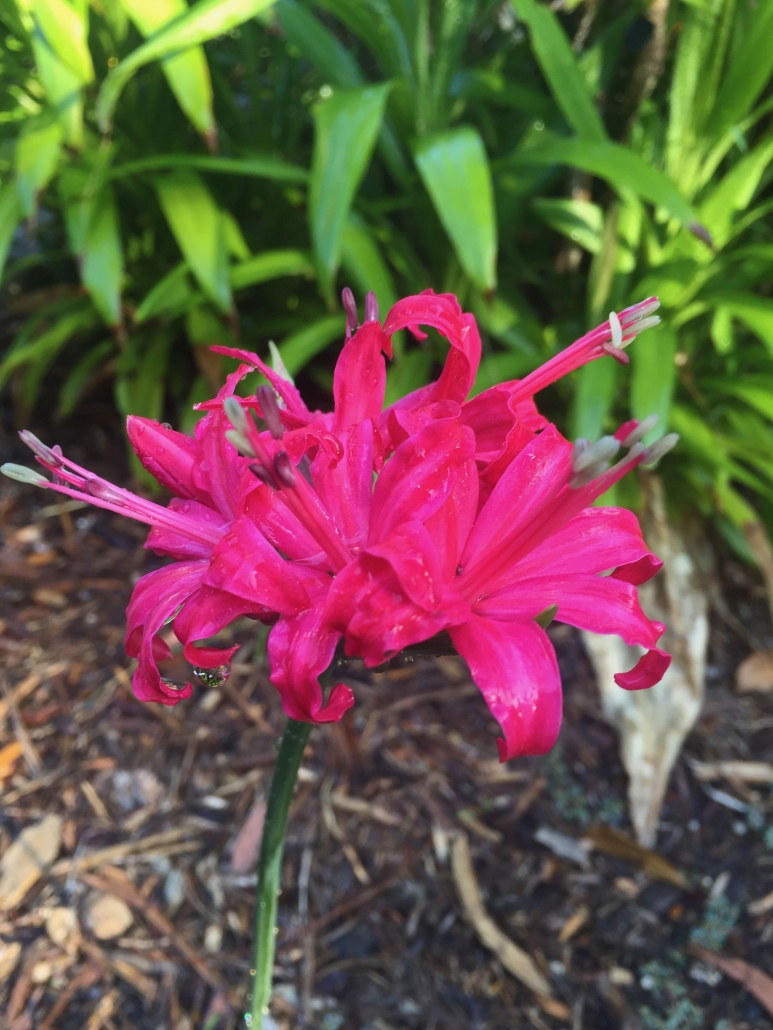 Large pink Nerine (Nerine bowdenii) - "Lilies" Large pink Nerine (Nerine bowdenii) - "Lilies"