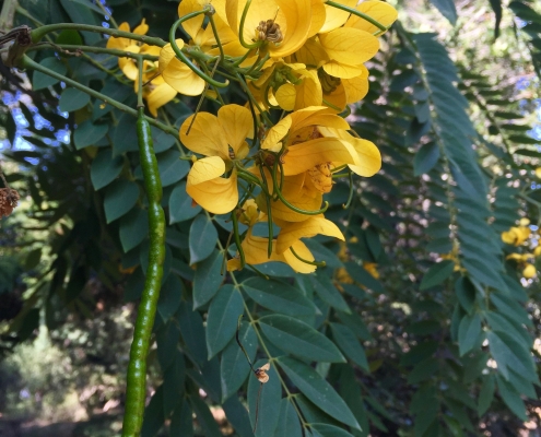 Limestone senna (Senna racemosa) - Near South Gate Limestone senna (Senna racemosa) - Near South Gate