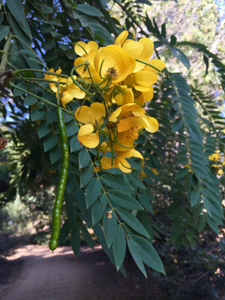 Limestone senna (Senna racemosa) - Near South Gate Limestone senna (Senna racemosa) - Near South Gate