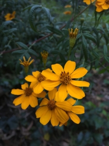 Mexican marigold (Tagetes lemonii) - Pavilion Garden Mexican marigold (Tagetes lemonii) - Pavilion Garden