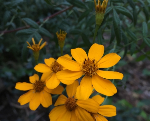 Mexican marigold (Tagetes lemonii) - Pavilion Garden Mexican marigold (Tagetes lemonii) - Pavilion Garden