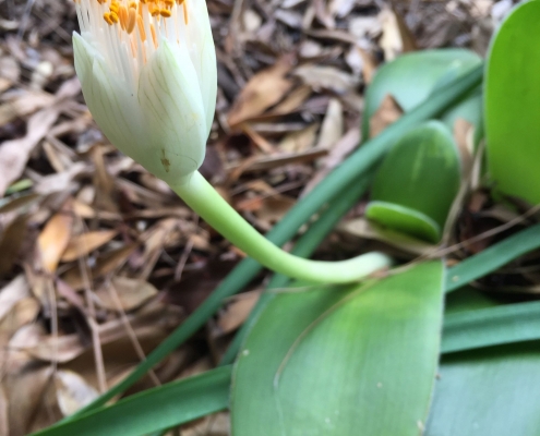 Paint brush (Haemanthus albiflos) - "Lilies" Paint brush (Haemanthus albiflos) - "Lilies"