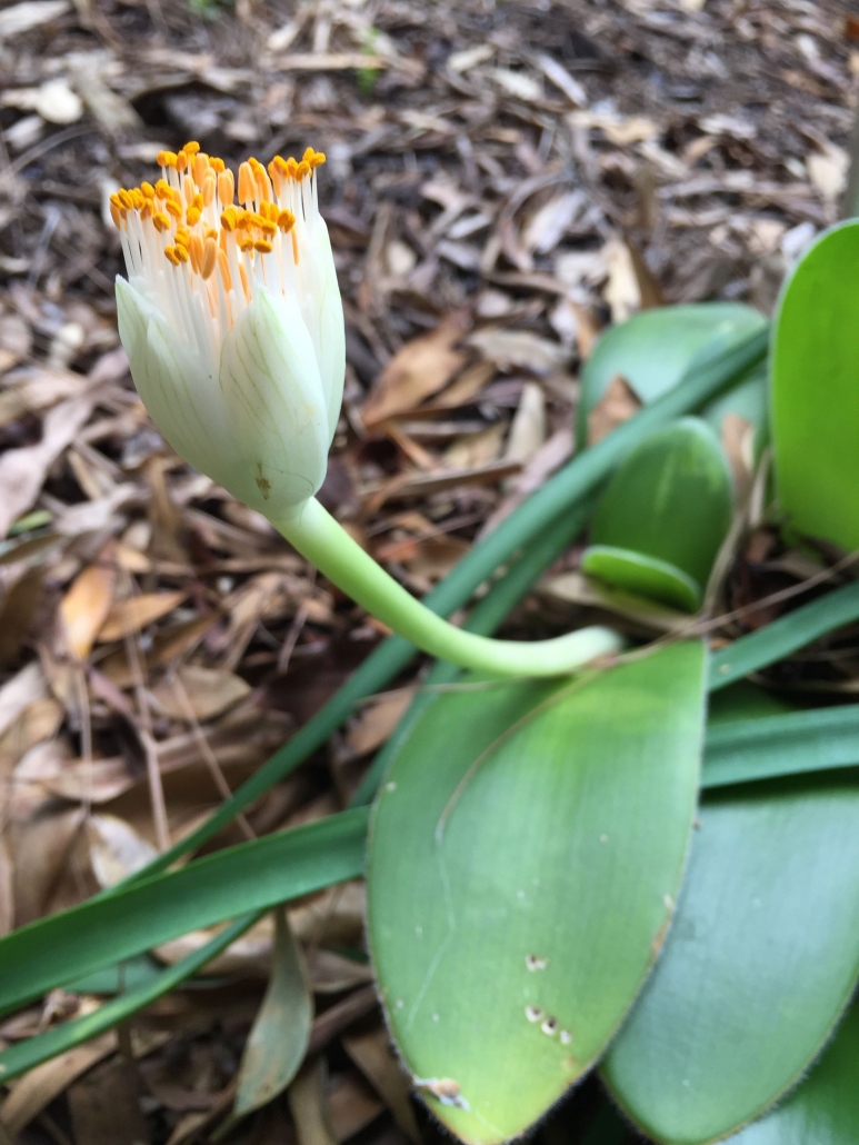 Paint brush (Haemanthus albiflos) - "Lilies" Paint brush (Haemanthus albiflos) - "Lilies"