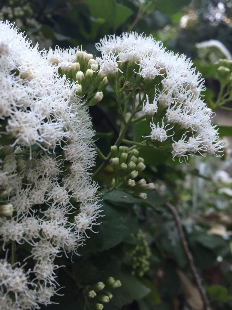 Privet-leaved ageratina (Ageratina ligustrina) - Asters near South Gate