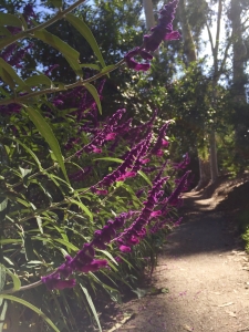 Mexican bush sage (Salvia leucantha) - Subtropical Woodlands Mexican bush sage (Salvia leucantha) - Subtropical Woodlands
