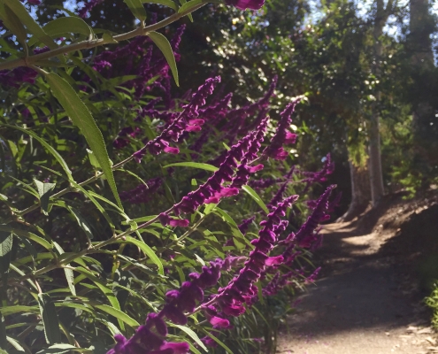 Mexican bush sage (Salvia leucantha) - Subtropical Woodlands Mexican bush sage (Salvia leucantha) - Subtropical Woodlands