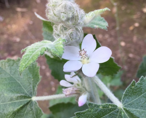 San Clemente Island Bush Mallow (Malacothamnus clementinus) - California Natives San Clemente Island Bush Mallow (Malacothamnus clementinus) - California Natives