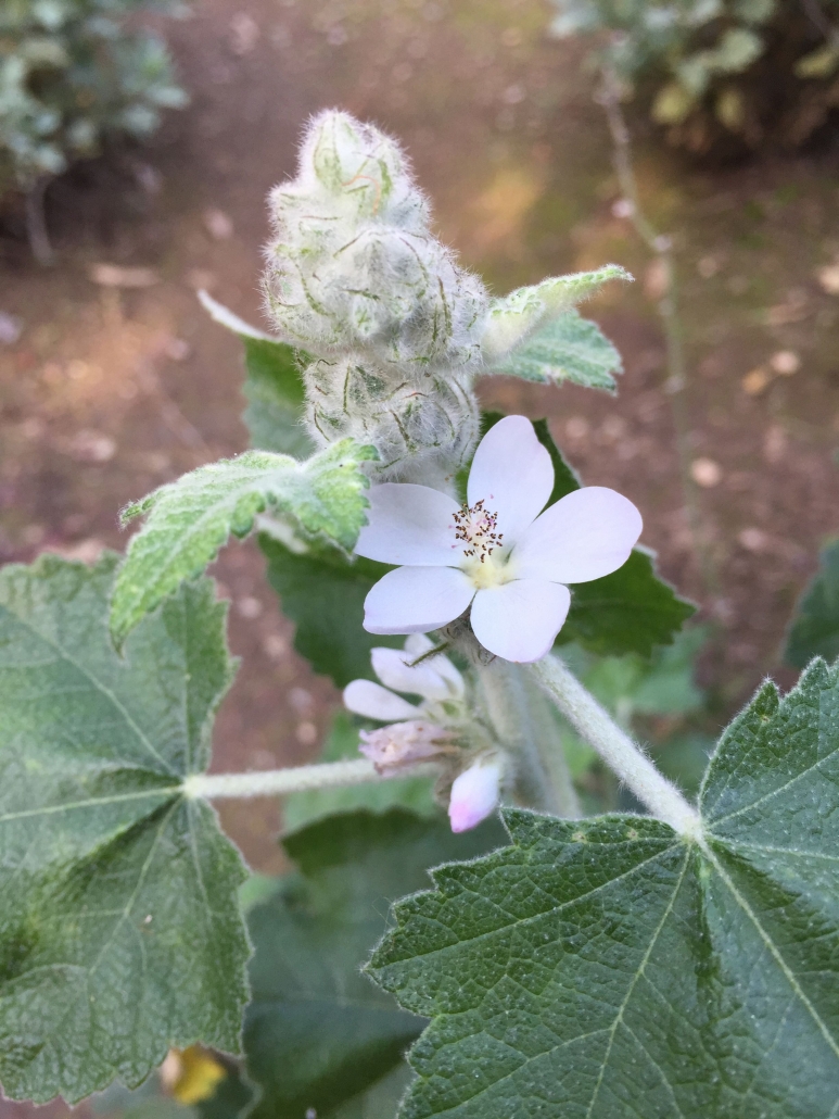 San Clemente Island Bush Mallow (Malacothamnus clementinus) - California Natives San Clemente Island Bush Mallow (Malacothamnus clementinus) - California Natives