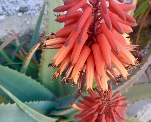 Shelpe's aloe (Aloe schelpei) - Desert Garden Shelpe's aloe (Aloe schelpei) - Desert Garden
