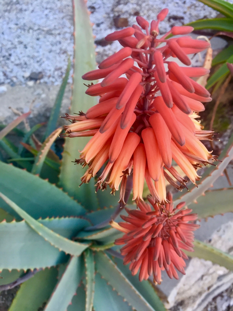 Shelpe's aloe (Aloe schelpei) - Desert Garden Shelpe's aloe (Aloe schelpei) - Desert Garden