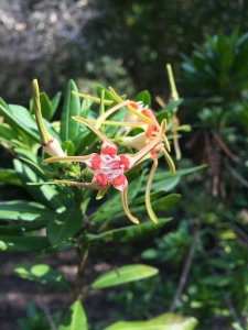 Poison rope (Stophanthus speciosus) - Subtropical Woodlands Poison rope (Stophanthus speciosus) - Subtropical Woodlands