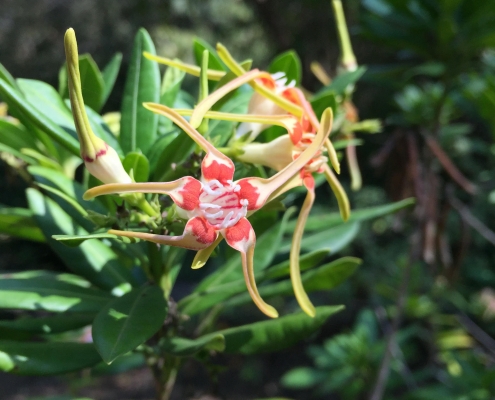 Poison rope (Stophanthus speciosus) - Subtropical Woodlands Poison rope (Stophanthus speciosus) - Subtropical Woodlands