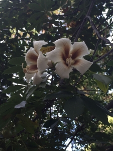 White silk floss tree (Ceiba insignis) - near Palms White silk floss tree (Ceiba insignis) - near Palms