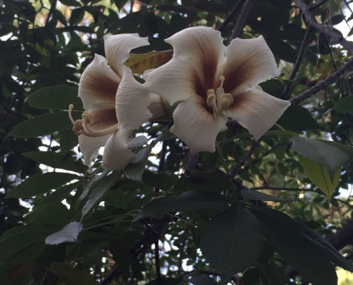 White silk floss tree (Ceiba insignis) - near Palms White silk floss tree (Ceiba insignis) - near Palms