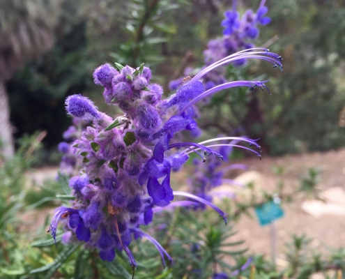 Woolly Bluecurls (Trichostema lanatum) - California Natives Woolly Bluecurls (Trichostema lanatum) - California Natives