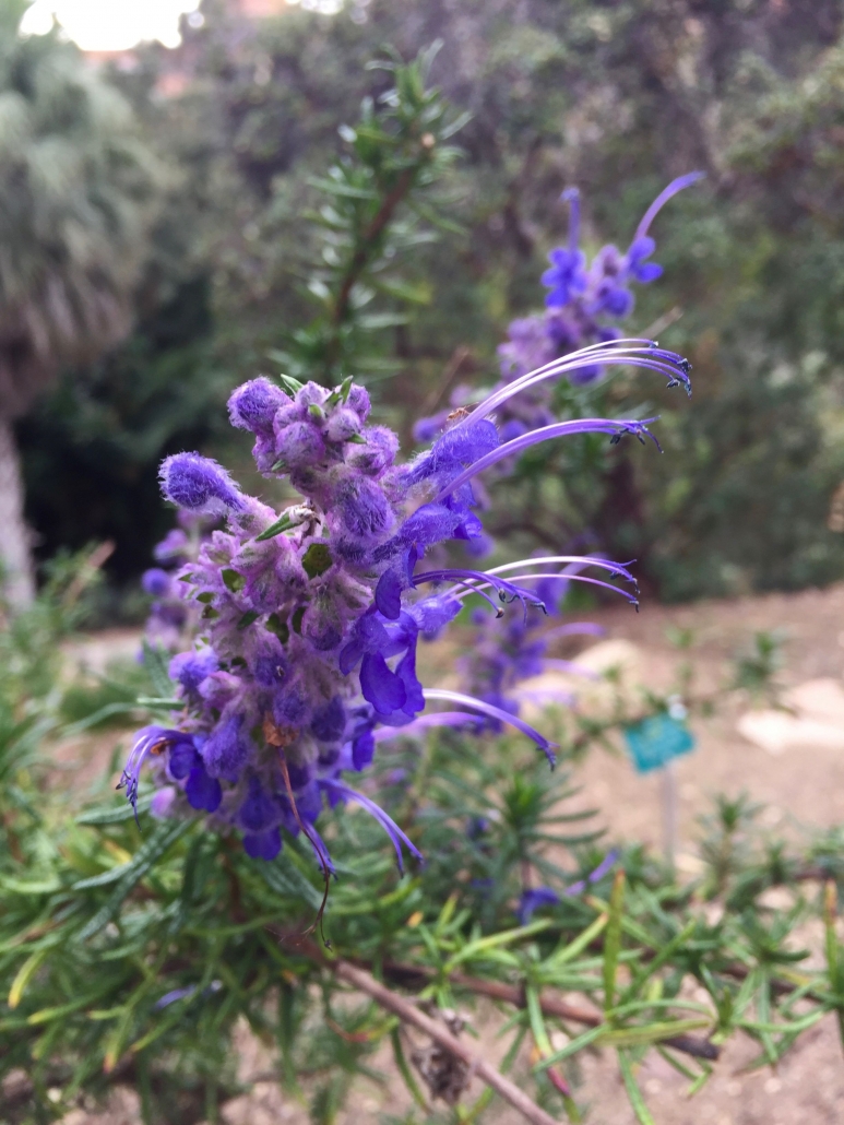 Woolly Bluecurls (Trichostema lanatum) - California Natives Woolly Bluecurls (Trichostema lanatum) - California Natives