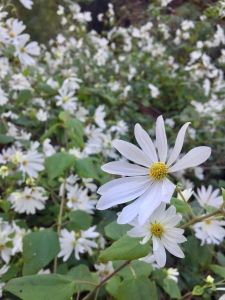Yucatan daisy (Montanoa atriplicifolia) - Subtropical Woodlands Yucatan daisy (Montanoa atriplicifolia) - Subtropical Woodlands
