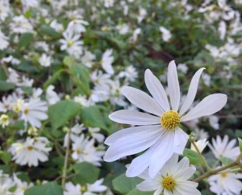 Yucatan daisy (Montanoa atriplicifolia) - Subtropical Woodlands Yucatan daisy (Montanoa atriplicifolia) - Subtropical Woodlands