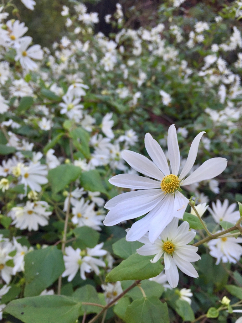 Yucatan daisy (Montanoa atriplicifolia) - Subtropical Woodlands Yucatan daisy (Montanoa atriplicifolia) - Subtropical Woodlands