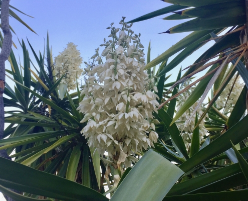 Giant spineless yucca (Yucca gigantea) - Desert Garden Giant spineless yucca (Yucca gigantea) - Desert Garden