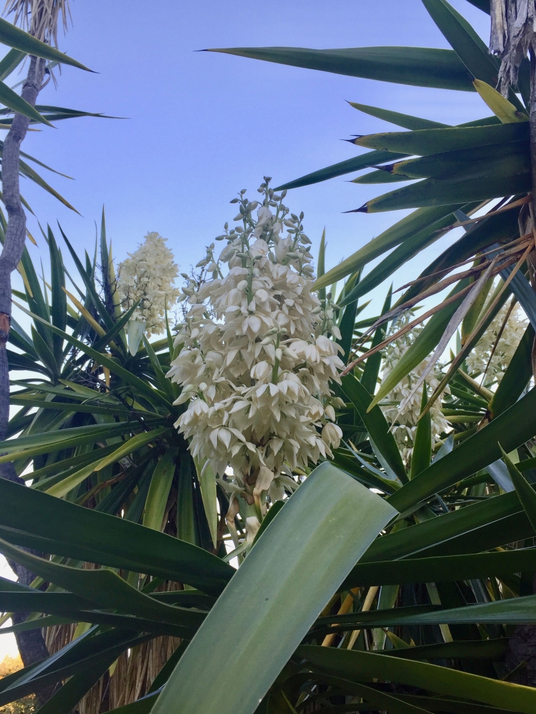 Giant spineless yucca (Yucca gigantea) - Desert Garden Giant spineless yucca (Yucca gigantea) - Desert Garden