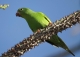 Parakeet