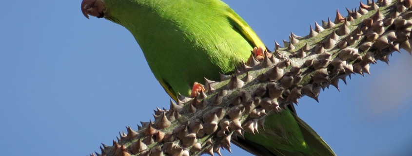 Parakeet