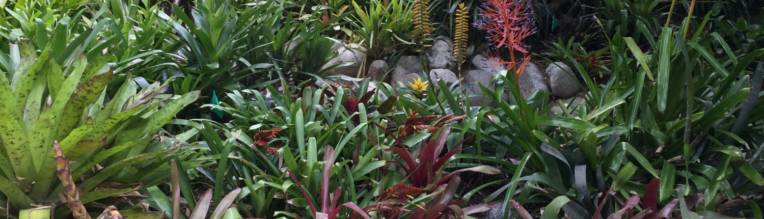 Bromeliads