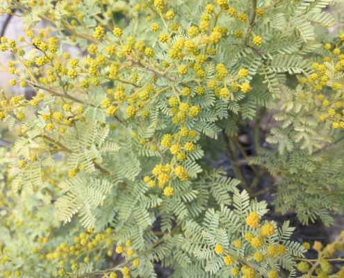 Australia Natives