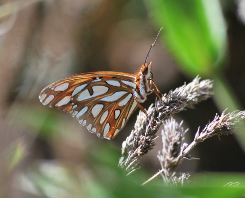 Gulf fritillary Gulf fritillary