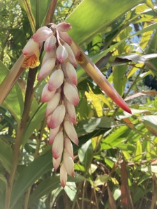 Alpinia zerumbet Alpinia zerumbet