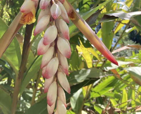 Alpinia zerumbet Alpinia zerumbet