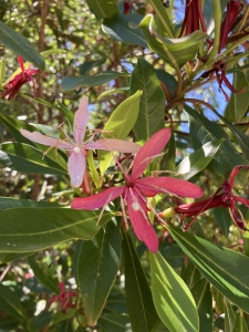 Hauya heydeana Hauya heydeana