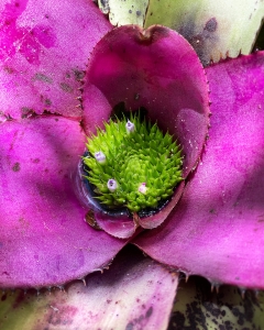 Neoregelia Neoregelia