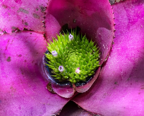 Neoregelia Neoregelia