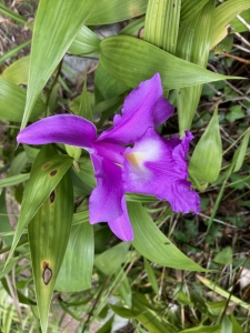 Sobralia decora Sobralia_decora