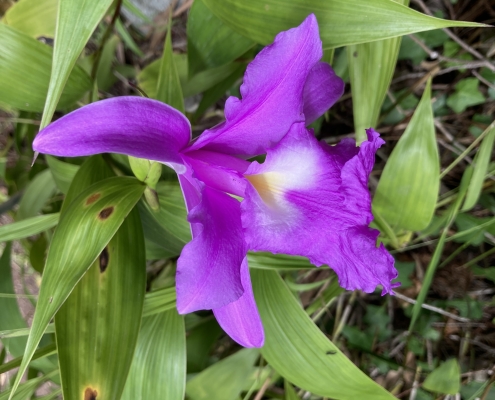 Sobralia decora Sobralia_decora