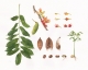 Nature Journalling Workshop with Artist Deborah Shaw