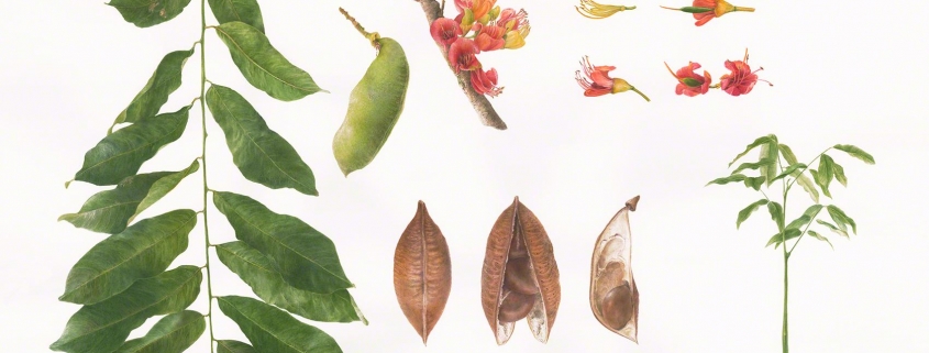 Nature Journalling Workshop with Artist Deborah Shaw