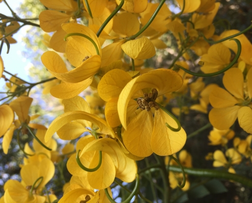 Senna racemosa