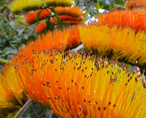 Combretum fruticosum