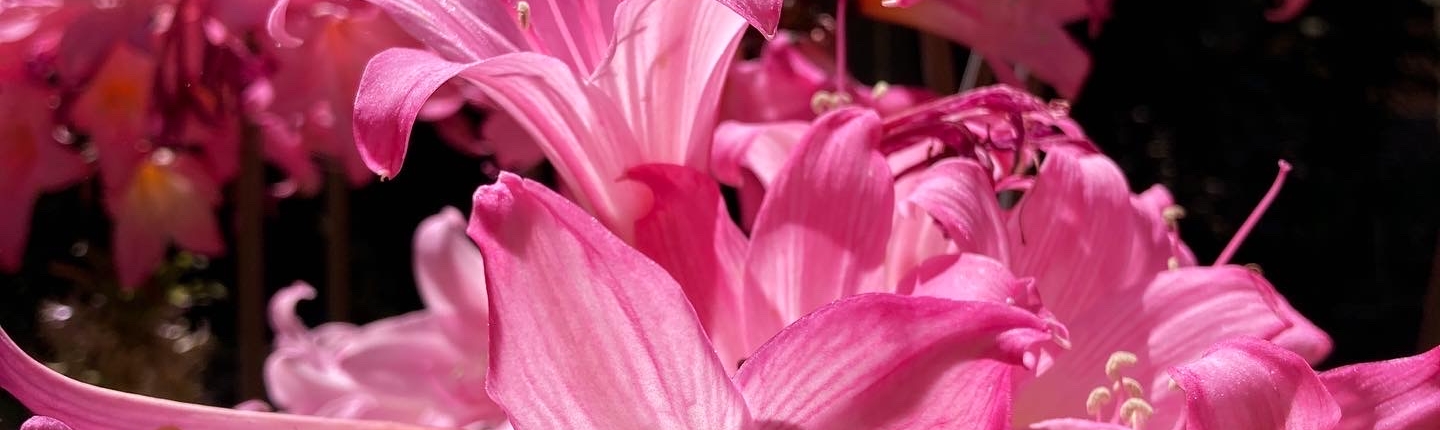 Amaryllis