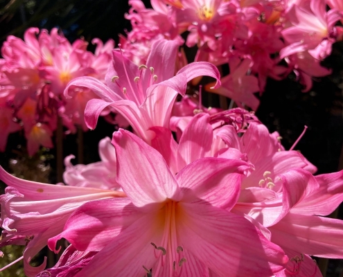 Amaryllis