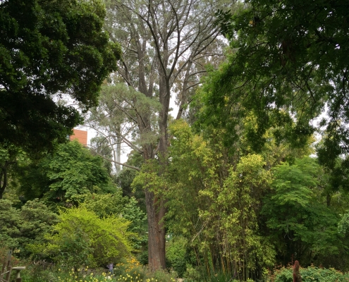 Botanical Garden 3