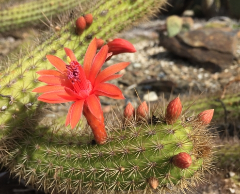 Cleistocactus Cleistocactus