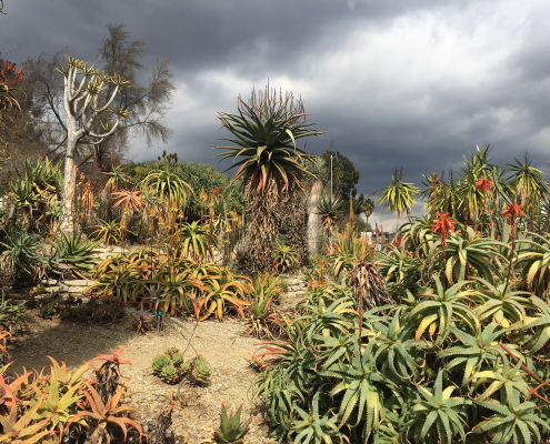 Desert Garden Storm