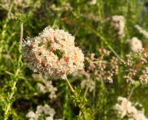 Eriogonum fasciculatum Eriogonum fasciculatum