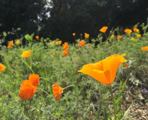 Eschscholzia californica